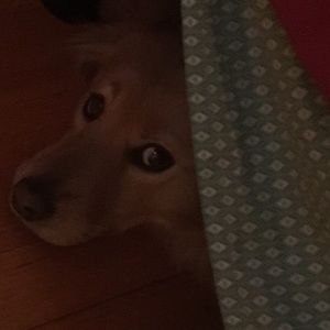 Meet your Posher, Lindsay